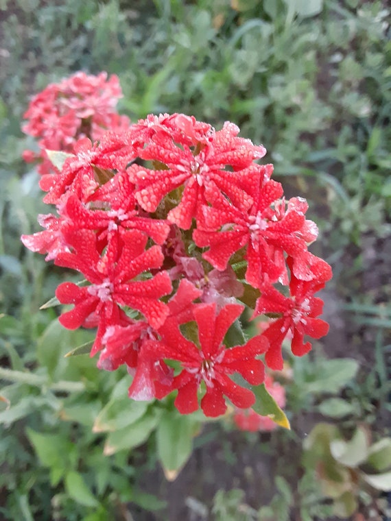 Organic Maltese Cross