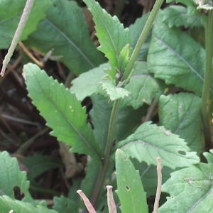 May include: Close-up of a green plant with serrated leaves and a thin stem. The plant has a few brown seed pods.