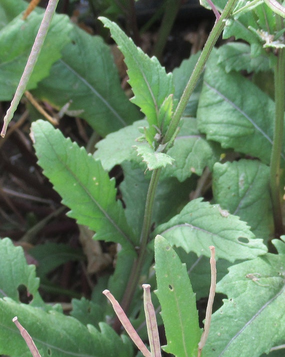 Organic Wasabi Arugula