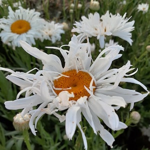 Organic Crazy Daisy Shasta Daisy