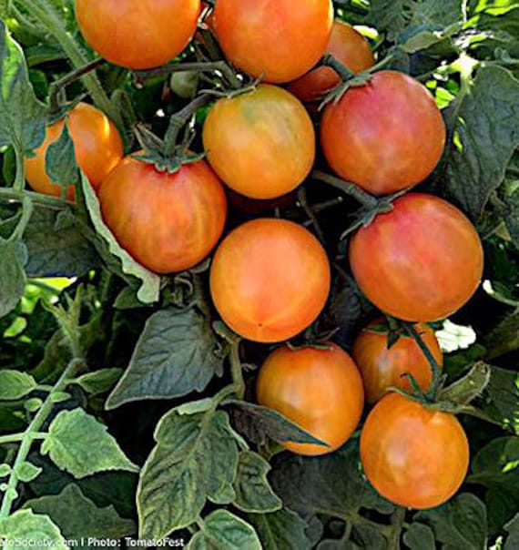 Organic Isis Candy Cherry Tomato