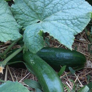 Organic Persian Cucumber &#39;Super Zagross&#39;