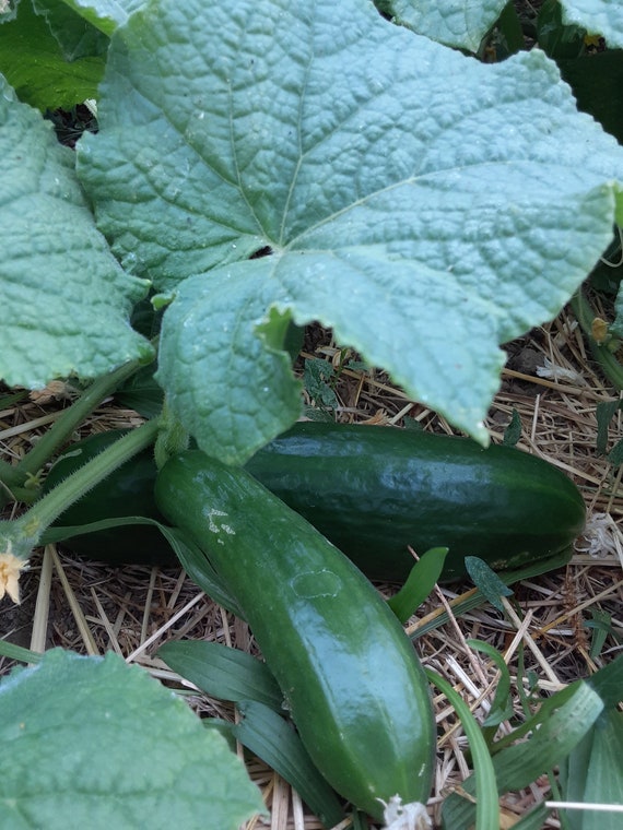 Organic Persian Cucumber 'Super Zagross'