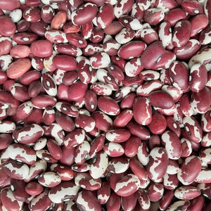 Organic Anasazi Bean Seeds