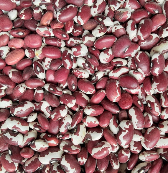 Organic Anasazi Bean Seeds