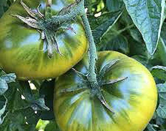 Organic Cherokee Green Tomato