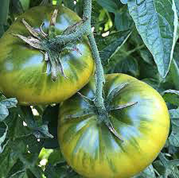 Organic Cherokee Green Tomato