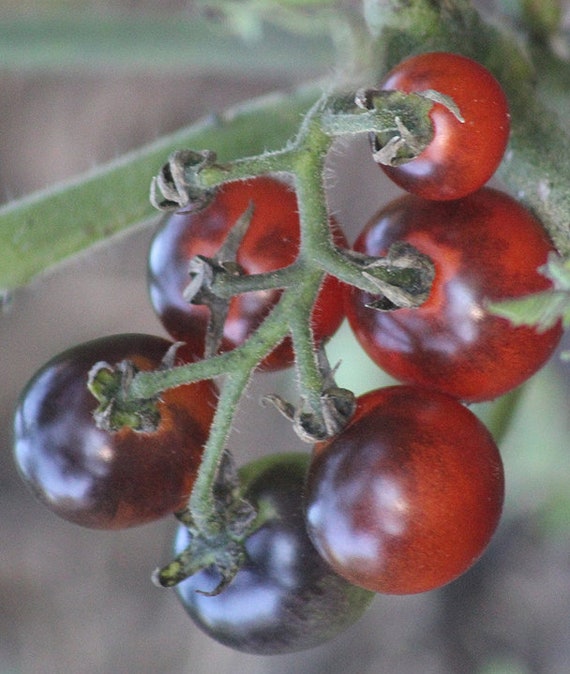 Organic 'Blueberries' Tomato