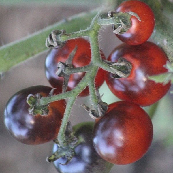 Organic 'Blueberries' Tomato