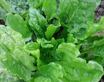 Organic French Sorrel