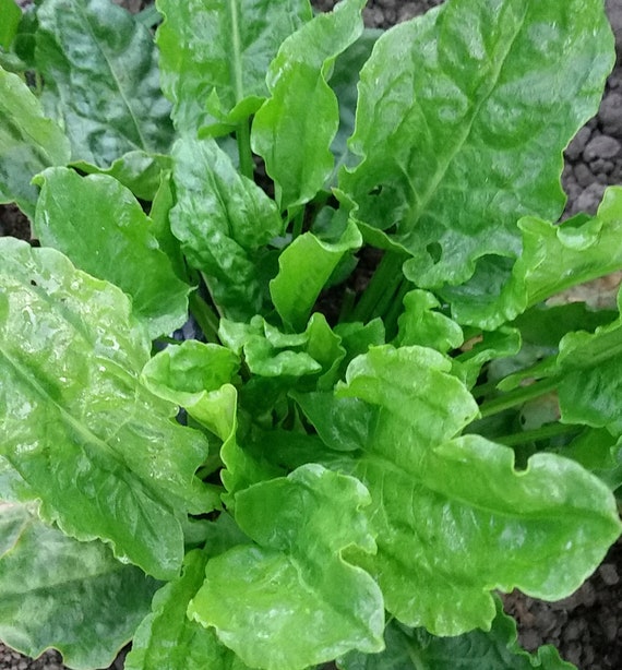 Organic French Sorrel