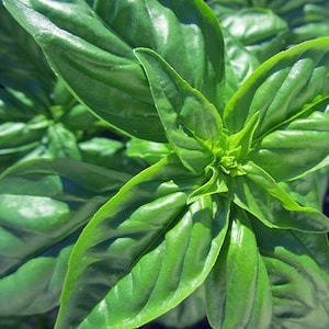 Organic Basil &#39;Profumo&#39;