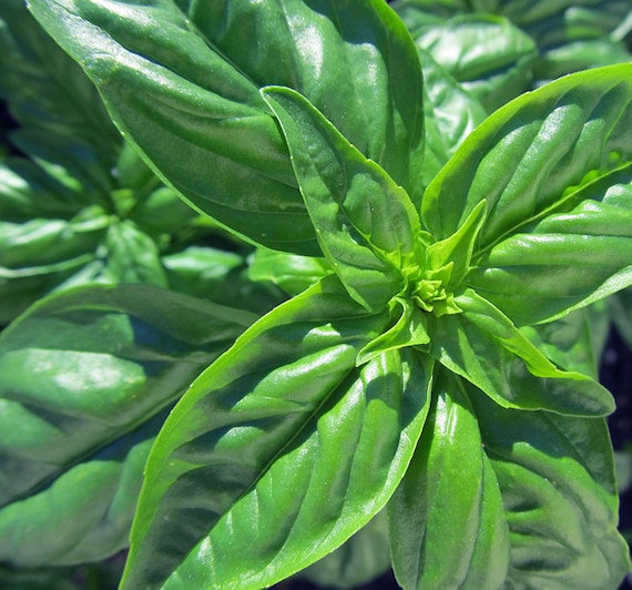 Organic Basil 'Profumo'