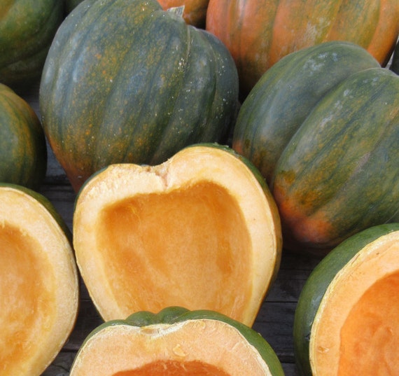 Organic Sweet Reba Acorn Squash