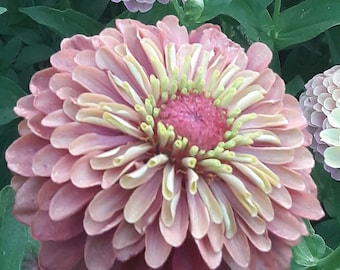 Organic &#39;Queen Lime Red&#39; Zinnia