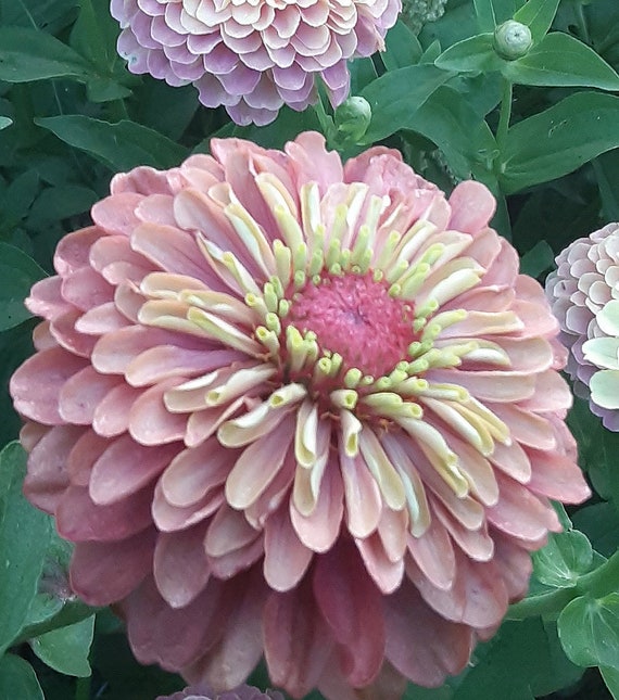 Organic 'Queen Lime Red' Zinnia