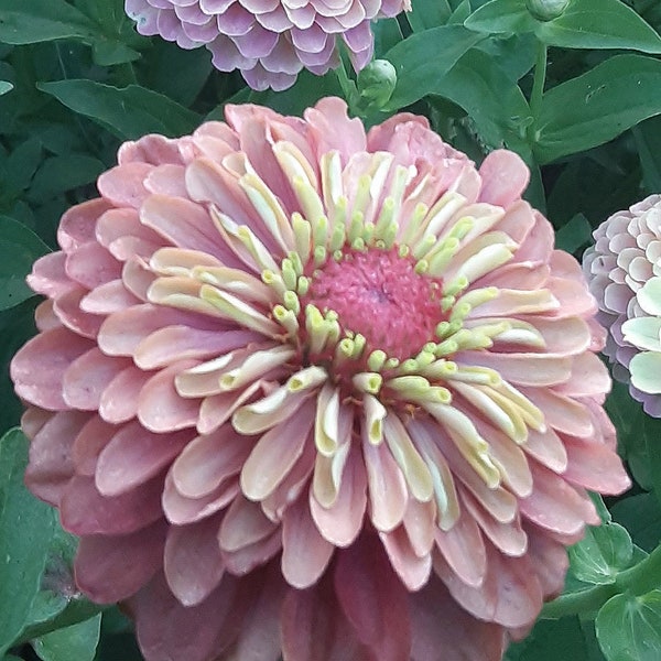 Organic 'Queen Lime Red' Zinnia