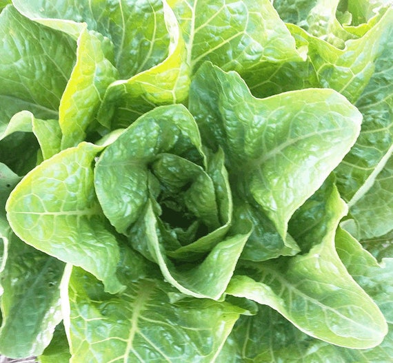 Organic Jericho Lettuce