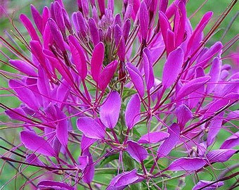 Organic Cleome 'Violet Queen'