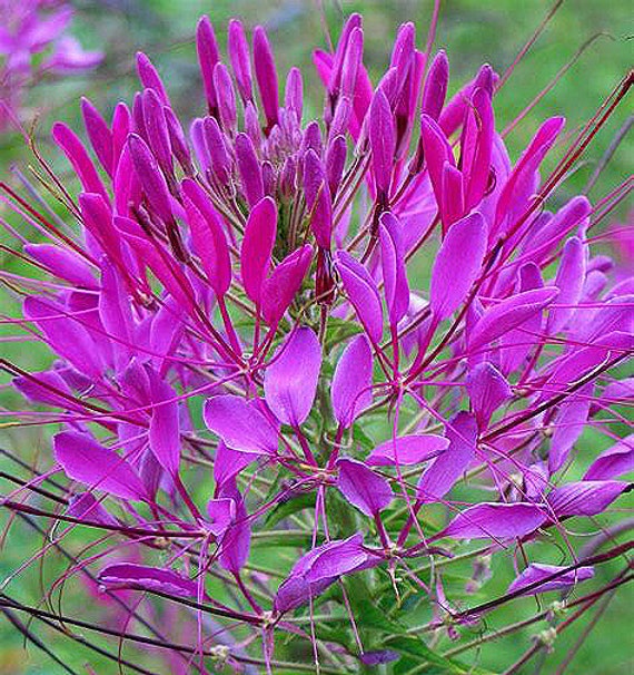 Organic Cleome 'Violet Queen'