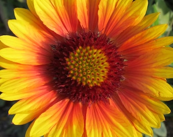 Organic Blanket Flower Gaillardia