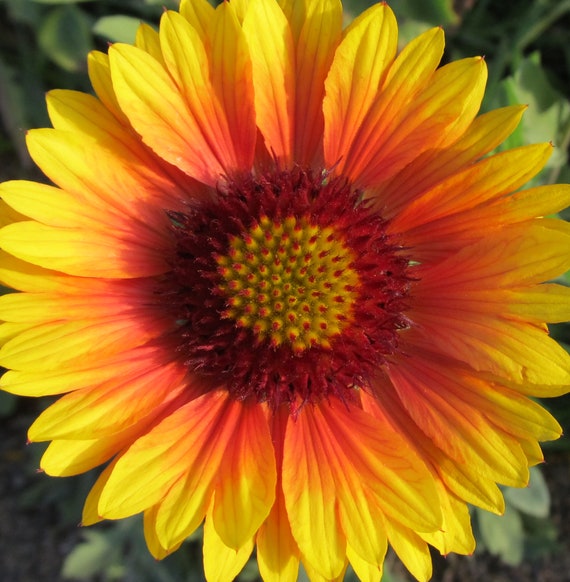 Organic Blanket Flower Gaillardia