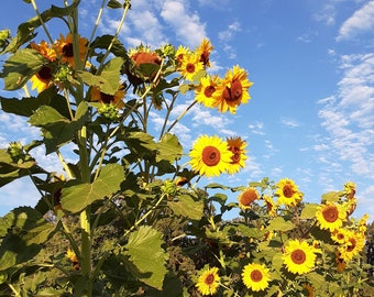 Organic Hopi Black Dye Sunflower