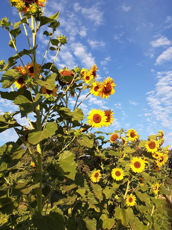 Organic Hopi Black Dye Sunflower