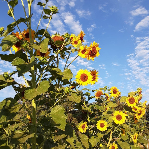 Organic Hopi Black Dye Sunflower