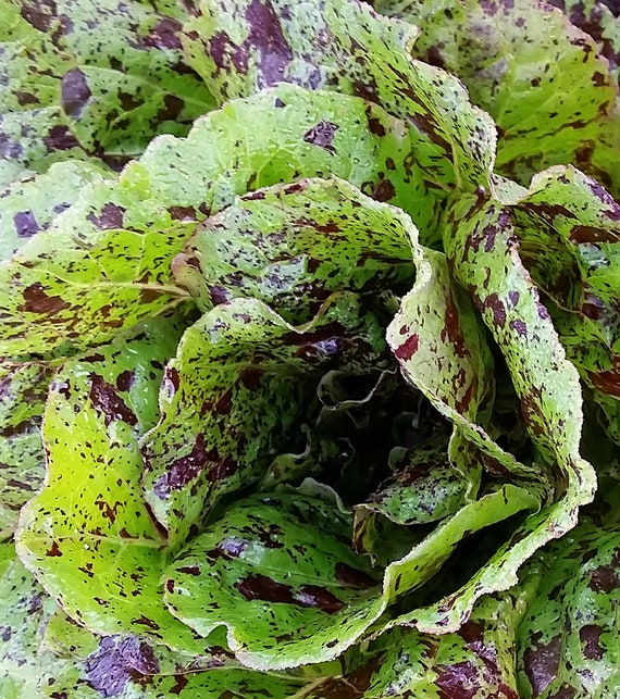 Organic Mayan Jaguar Lettuce