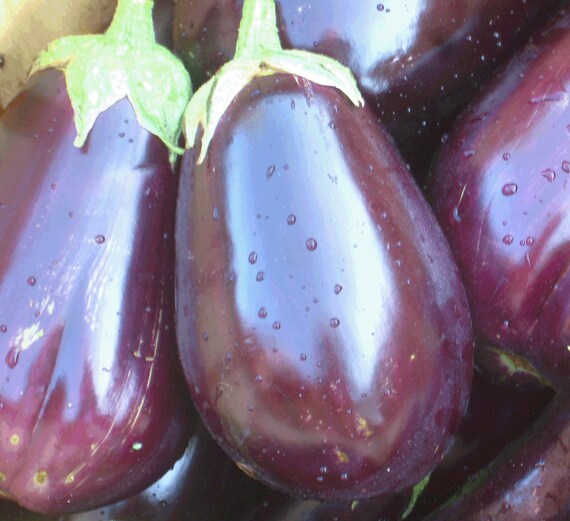 Organic Florida High Bush Eggplant