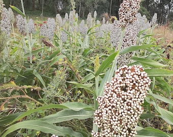 Organic Texicoa Sorghum