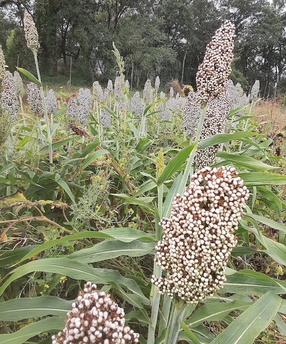 Organic Texicoa Sorghum