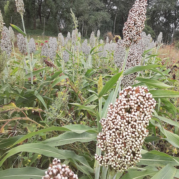 Organic Texicoa Sorghum