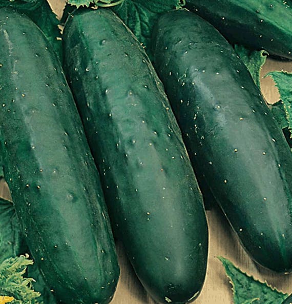 30 SEEDS FREE UK P/&P ** VEGETABLE CUCUMBER MARKETMORE