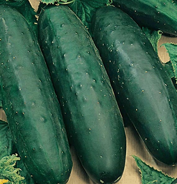 Organic Marketmore 76 Cucumber