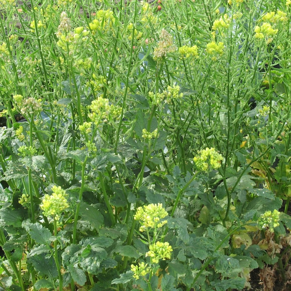 Organic Yellow Mustard Seed