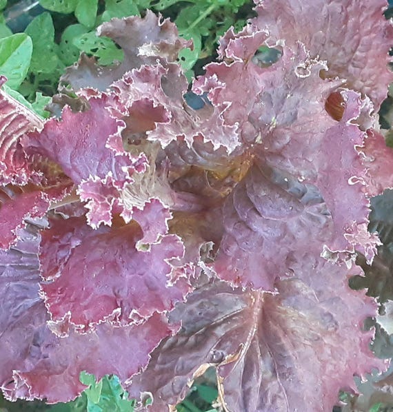 NEW! Organic 'Red Sails' Lettuce