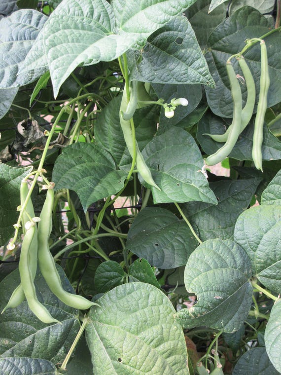 Organic Kentucky Wonder Bean