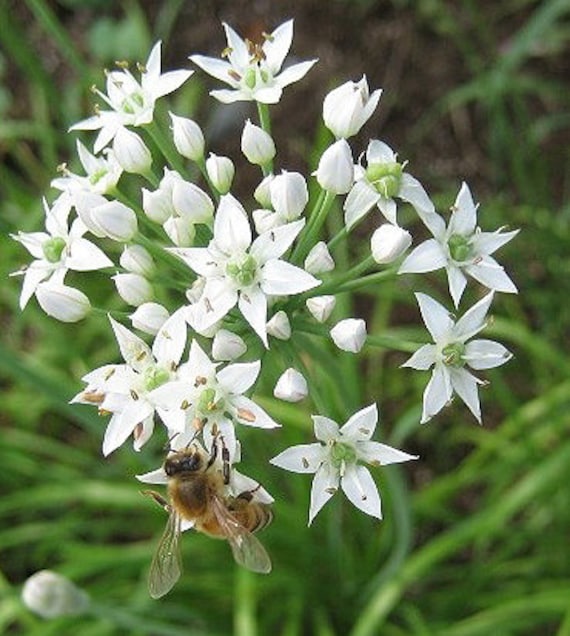 Organic Garlic Chives