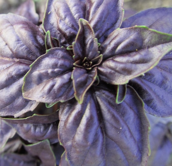 Organic Amethyst Basil