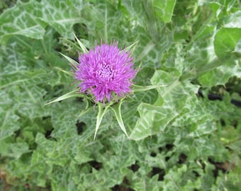 Organic Milk Thistle Seed
