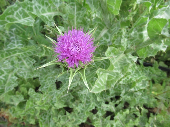 Organic Milk Thistle Seed