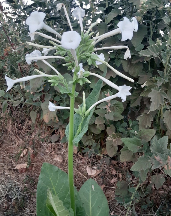 Organic 'Only the Lonely' Nicotiana