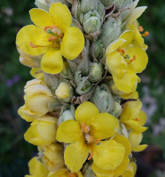 Organic Mullein