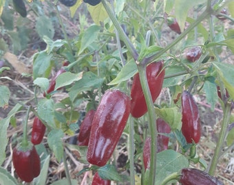 Organic Purple Firecracker Cayenne Pepper