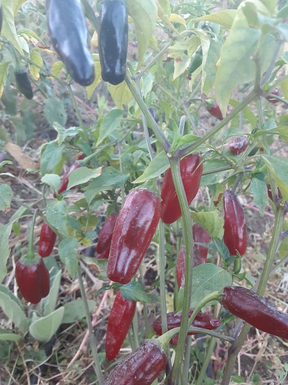 Organic Purple Firecracker Cayenne Pepper