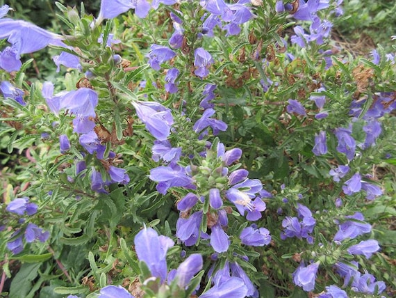 NEW! Organic Moldavian Dragonhead