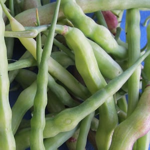 May include: Close-up of a pile of fresh, green radish pods. The pods are elongated with a slightly curved shape and a smooth texture. Some pods have a hint of pink or red at the tips. The background is a solid blue.