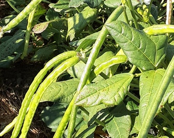 Organic Fast Lady Northern Southern Pea